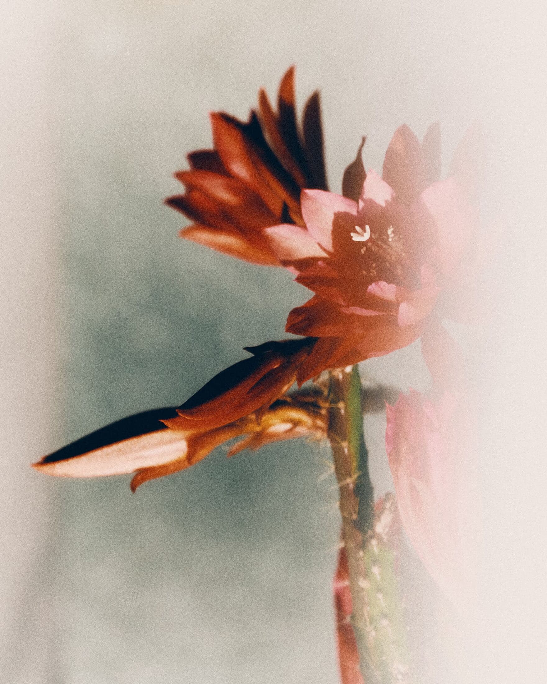 Attack-Resistant Public Registries